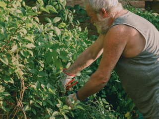 senior caucasian gardener pruning vines and trimming ivy, plants, branches and weeds on a garden...