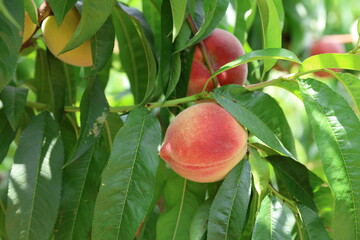 peach tree