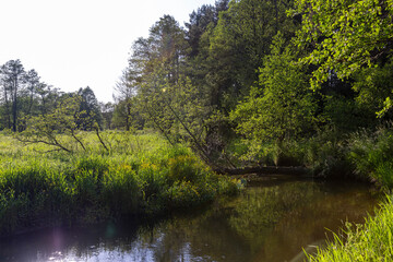 Fototapeta na wymiar a small river in eastern Europe in the summer
