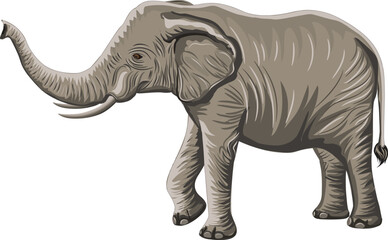 Fototapeta premium elephant illustration with high resolution