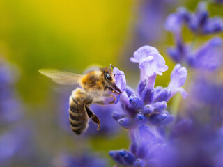 Honey bee (Apis mellifera) collecting pollen at violet flower. Bee pollinates lavender flower on blur background. Selective focus. Super macro. Extreme close-up. Organic BIO farming, back to nature.