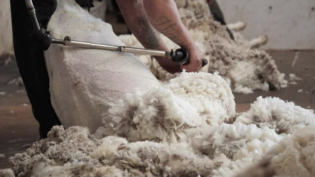 Australian rural scenes Wheatbelt. Sheep shearing.