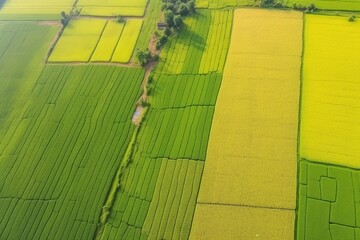 Fresh green and yellow rice fields. Aerial view. Ai generative.