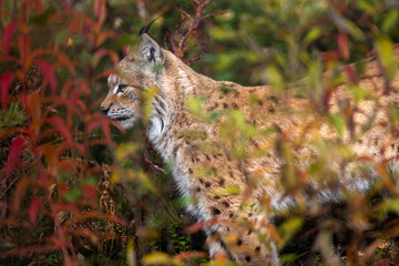 lynx in the forest