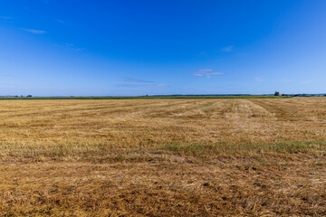 A field with cereals in the summer