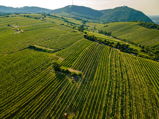 An aerial panorama of Vienna Nussdorf with vineyards rows in summer