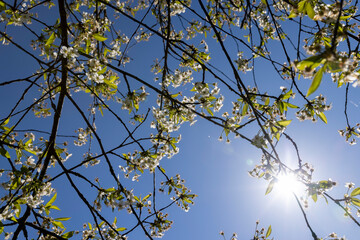 the first foliage on a cherry blossoming with white flowers in spring