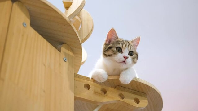 Cute tabby cat lying on a high wooden shelf