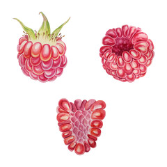 A set of raspberries. Watercolor illustration on a white background. Berries in different angles. Hand painted.