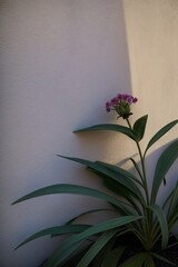 A Purple Flower Sitting On Top Of A Green Plant