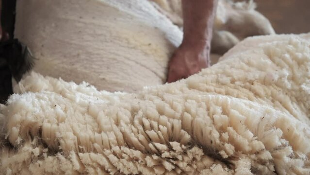Australian rural scenes Wheatbelt. Sheep shearing.