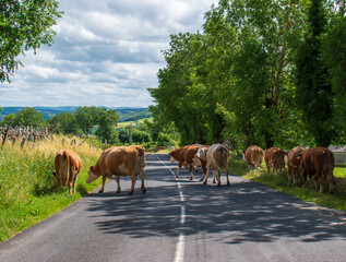 Troupeau de vaches sur la route dans la région de l'Aubrac en France