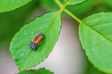 bug on leaf  (Asian ladybeetle)