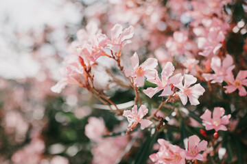 Beautiful pink oleander flowers on a summer street.