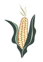 corn on a cob isolated flat vector cartoon illustration