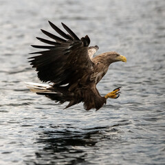 white tailed eagle in flight 3