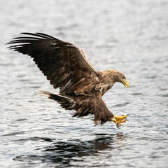 white tailed eagle in flight 1