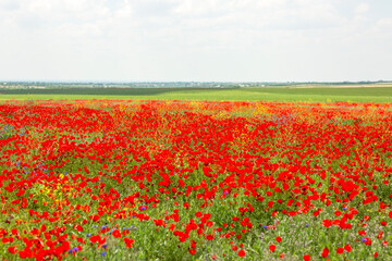 Poppy field in vast expanses