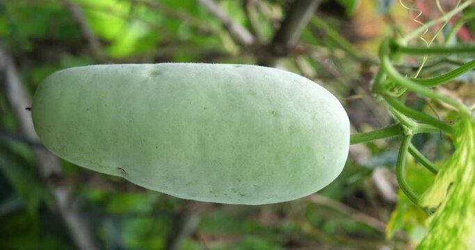 Winter melon, White gourd, Winter gourd, Ash gourd,Winter melon growing,vertical video