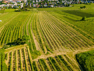 An aerial panorama of Vienna Nussdorf with vineyards rows