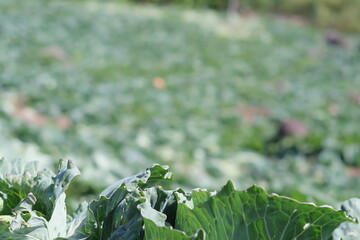 Cabbage background green bokeh 