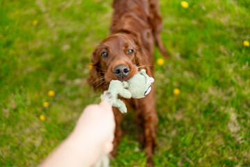 Lawn mower cutting green grass in backyard.Gardening background. High quality photo