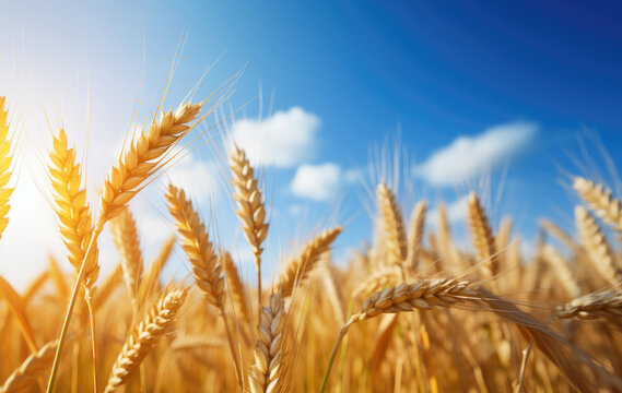 wheat spikes on wheat field against blue sky