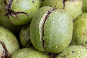Ripe walnuts with green shells