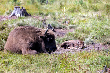Wild animal European bison
