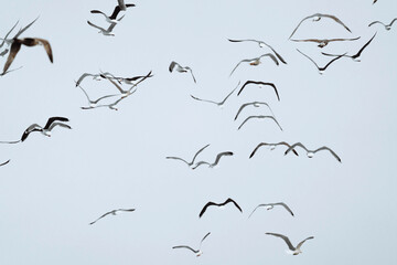 Colony of seagulls flying away from eagles over Lofoten island, Norway