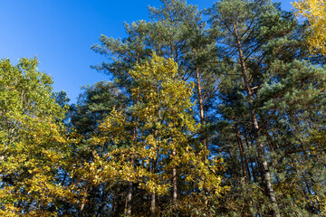 Oak tree in autumn leaf fall in sunny weather
