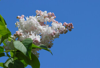 Inflorescence of white lilac.