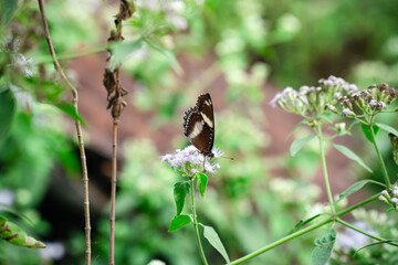 Hypolimnas bolina butterfly is perching on the green grass