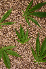 Fresh leaves of hemp on the background of hemp seeds.Flet ley.   © Olivka888