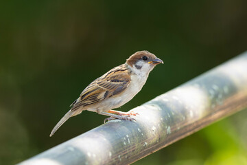 親鳥からの給餌を待っている子供のスズメ