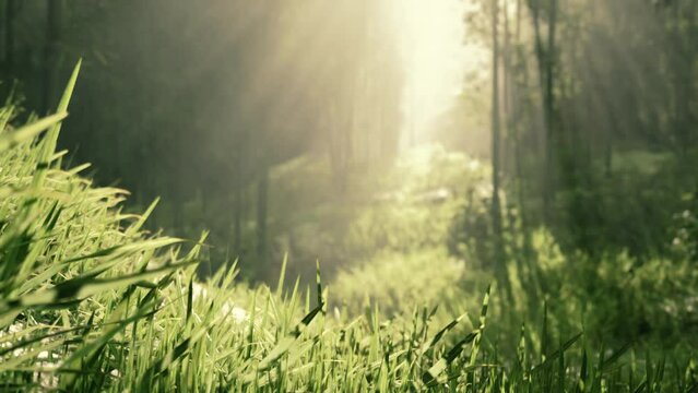 Lanscape of bamboo tree in tropical rainforest