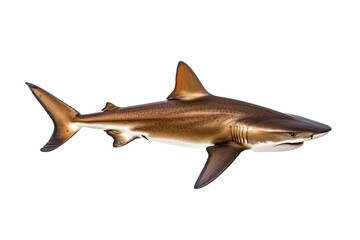 Fototapeta premium shark dangerous, wild, jaws, on transparent background (PNG). Generative AI.