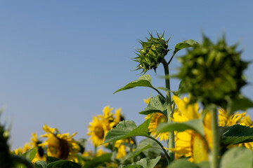 Sunflower field with flowers and bees