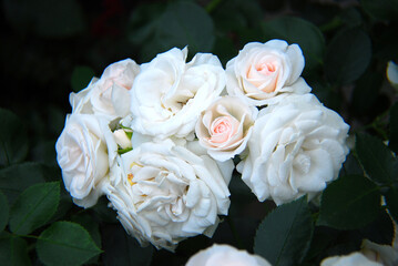 Rose groundcover variety with a bushy habit with white pink flowers  - varieties , Aspirin Rose