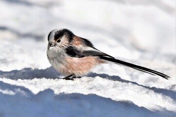  Mésange ou Orite à longue queue (Aegithalos caudatus), Neuchâtel, Suisse.