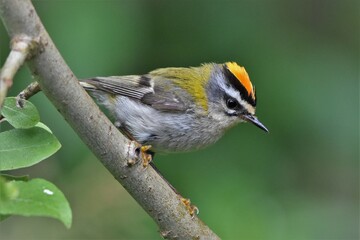 Roitelet à triple bandeau (Regulus ignicapilla)