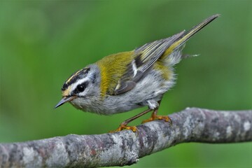 Roitelet à triple bandeau (Regulus ignicapilla), Neuchâtel, Suisse.