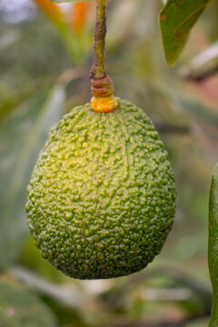 Hass avocado hanging from tree in garden