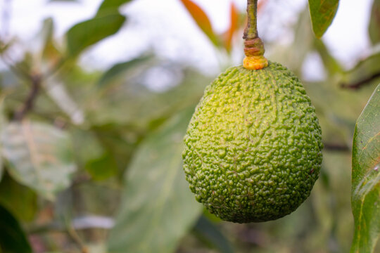 Hass avocado hanging from tree in garden