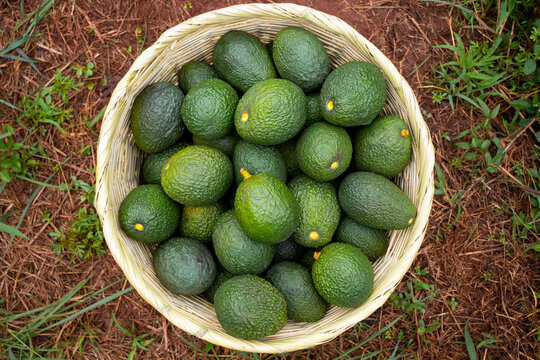 Wicker basket filled with fresh green Hass avocados