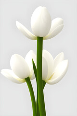 white tulips isolated on white, generative ai	