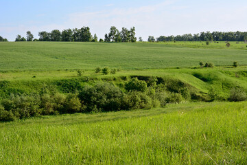 rolling landscape with grassy hills and trees on horizon, copy space  