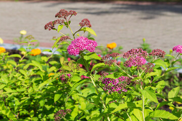 urban flower beds with beautiful fragrant pink flowers, selective focus, copy space. Spirea buds.