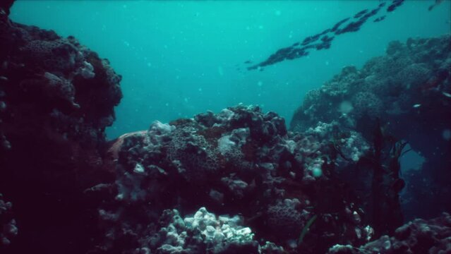 Shallow ocean floor with coral reef and fish