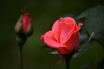 red rosebud with raindrops